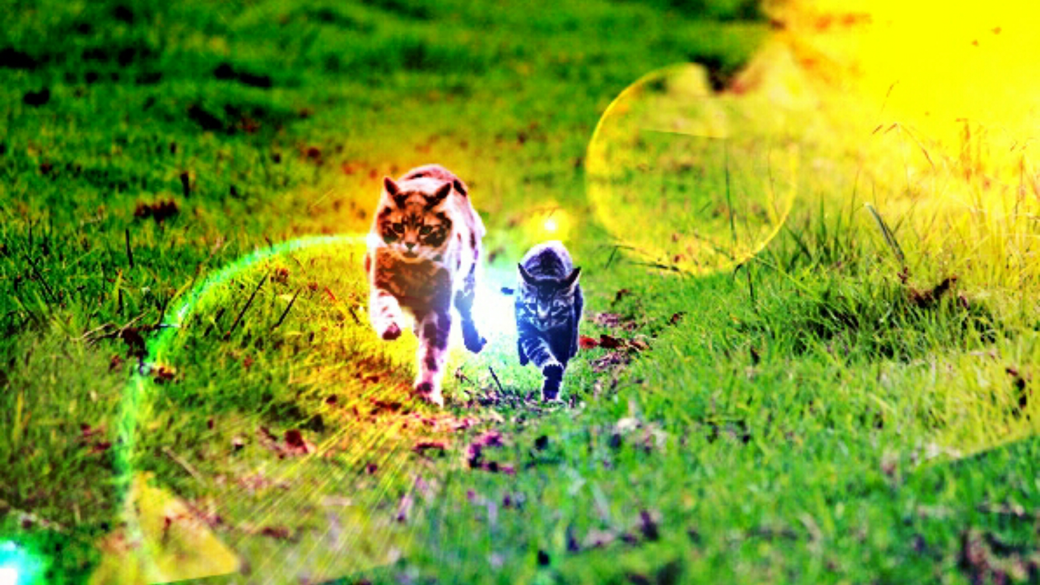 Picsart banner for @illusion